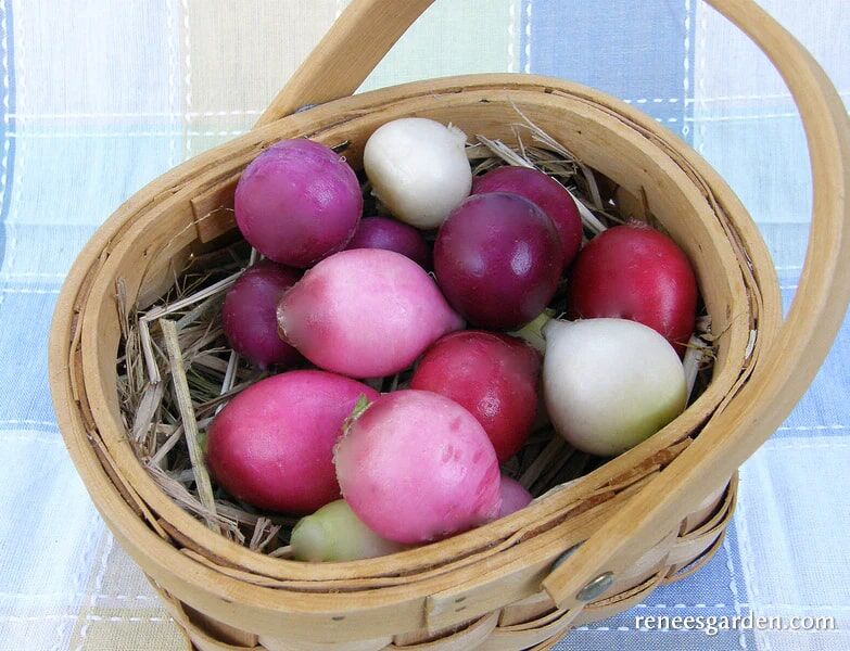 Renee's Garden Rainbow Radishes Easter Egg II Seeds