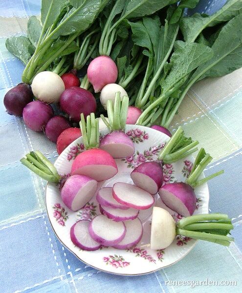 Renee's Garden Rainbow Radishes Easter Egg II Seeds