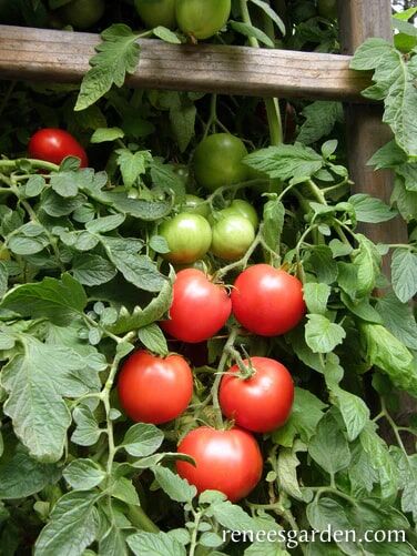 Renee's Garden Top Flavor Tomato Crimson Carmello Seeds