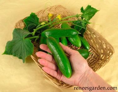 Renee's Garden Persian Baby Cucumbers Green Fingers Seeds