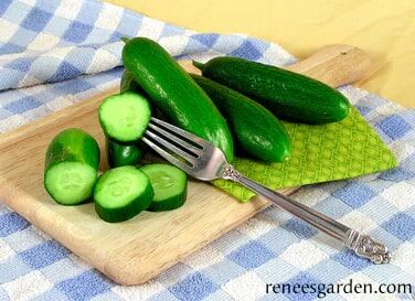 Renee's Garden Persian Baby Cucumbers Green Fingers Seeds