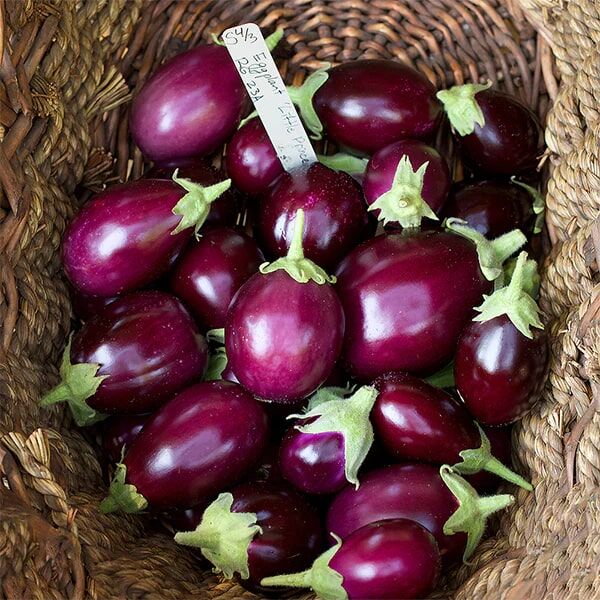 Renee's Garden Container Eggplant Little Prince Seeds