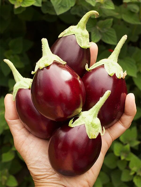 Renee's Garden Container Eggplant Little Prince Seeds