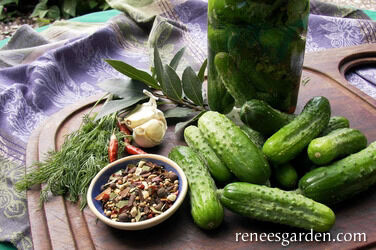 Renee's Garden Pickling Cucumber Endeavor Seeds
