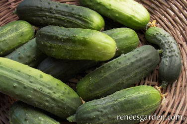Renee's Garden Pickling Cucumber Endeavor Seeds