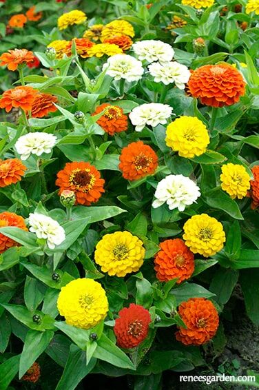 Renee's Garden Container Zinnias Pixie Sunshine Seeds