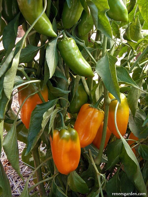 Renee's Garden Mini Snack/Salad Peppers Baby Belle Seeds