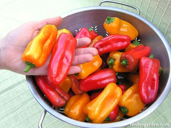 Renee's Garden Mini Snack/Salad Peppers Baby Belle Seeds