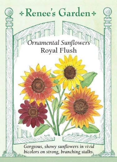 Ornamental Sunflowers Royal Flush Seeds - Thumbnail 4