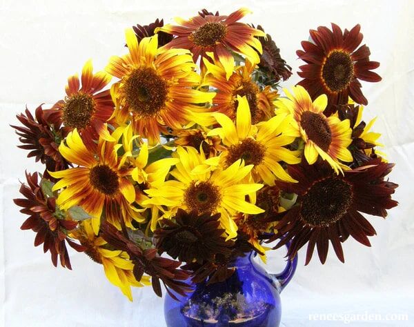 Renee's Garden Ornamental Sunflowers Royal Flush Seeds