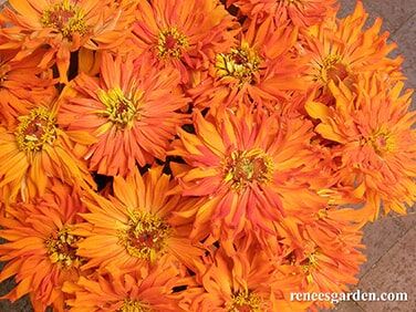 Renee's Garden Butterfly Zinnias Mighty Lion Seeds