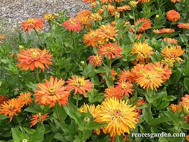 Renee's Garden Butterfly Zinnias Mighty Lion Seeds