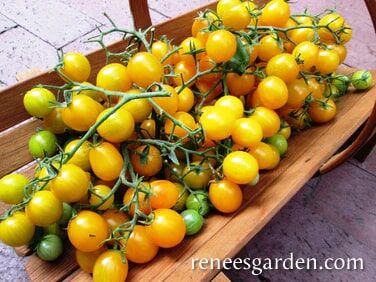 Renee's Garden Cherry Tomato Sweet Gold Seeds