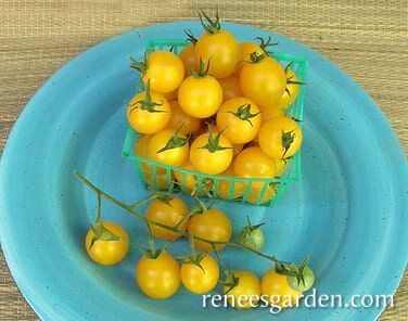 Renee's Garden Cherry Tomato Sweet Gold Seeds