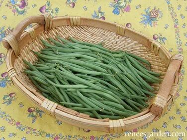 Renee's Garden French Baby Bush Beans Nickel Filet Seeds