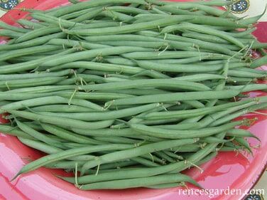 Renee's Garden French Baby Bush Beans Nickel Filet Seeds