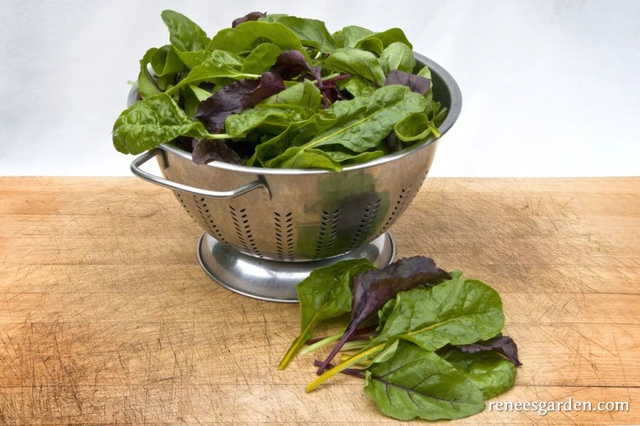 Renee's Garden Gourmet Greens Renee's Braising Mix Seeds