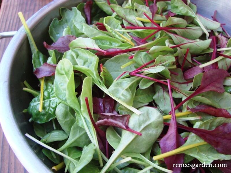 Renee's Garden Gourmet Greens Renee's Braising Mix Seeds