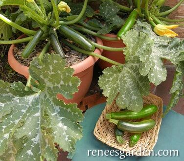 Renee's Garden Container Zucchini Astia Seeds