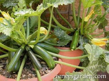 Renee's Garden Container Zucchini Astia Seeds