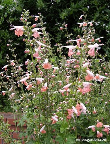 Renee's Garden Hummingbird Salvia Coral Nymph Seeds
