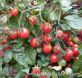 Renee's Garden Windowbox Tomatoes Littâ€™l Bites Cherry Seeds