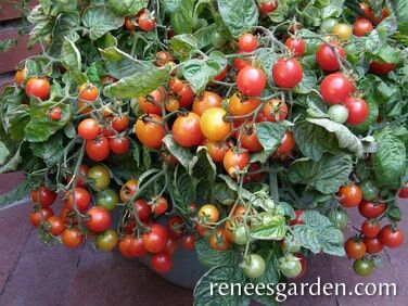 Renee's Garden Windowbox Tomatoes Littâ€™l Bites Cherry Seeds