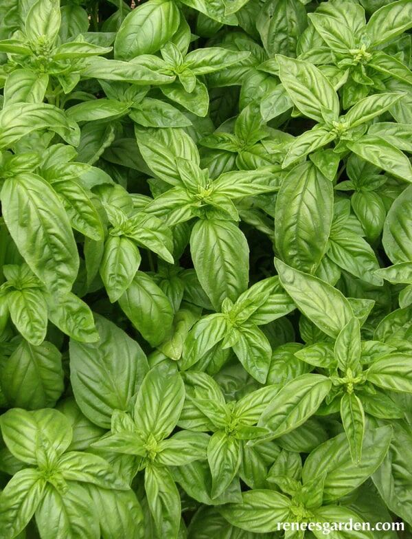 Renee's Garden Bolognese Basil Aurelia Seeds