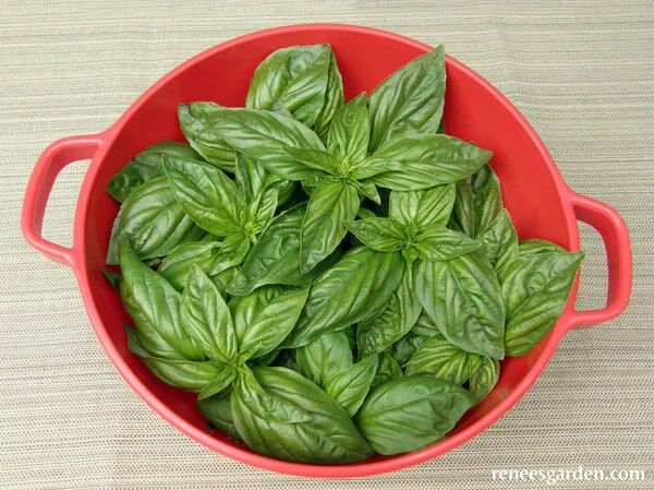 Renee's Garden Bolognese Basil Aurelia Seeds