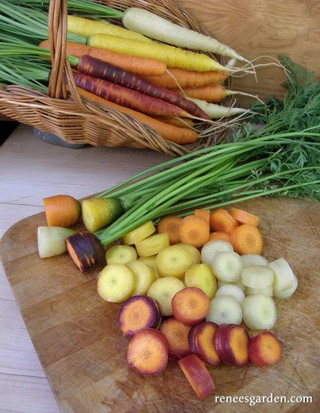 Renee's Garden Rainbow Carrots Harlequin Mix