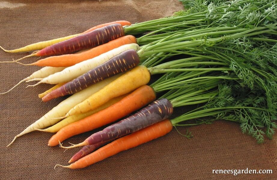 Renee's Garden Rainbow Carrots Harlequin Mix