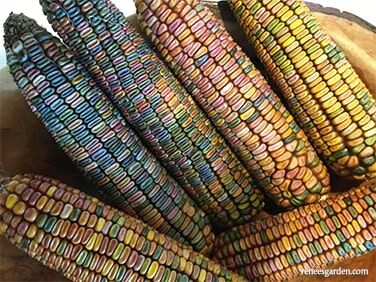 Renee's Garden Bonus Pack Native American Three Sisters Garden Seeds