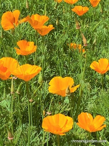 Renee's Garden California Native Orange Poppies Seeds