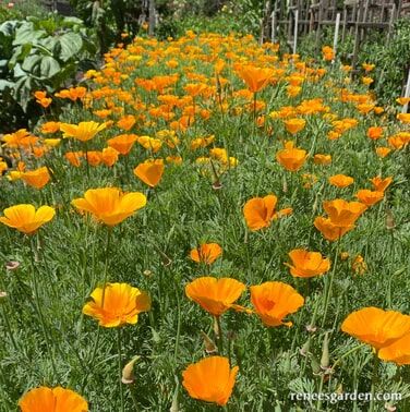 Renee's Garden California Native Orange Poppies Seeds