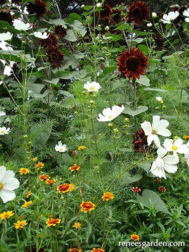 Renee's Garden Bonus Pack Seeds for A Butterfly Garden