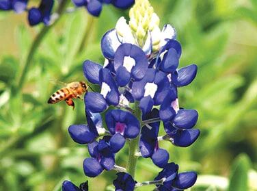 Renee's Garden Bonus Pack Texas Bluebonnets Seeds