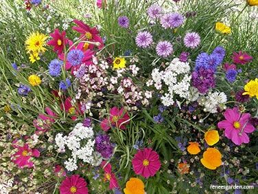 Renee's Garden Bonus Pack Early Blooming Beekeeper's Mix Seeds