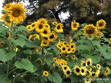 Renee's Garden Bonus Pack An Heirloom Sunflower Forest Seeds