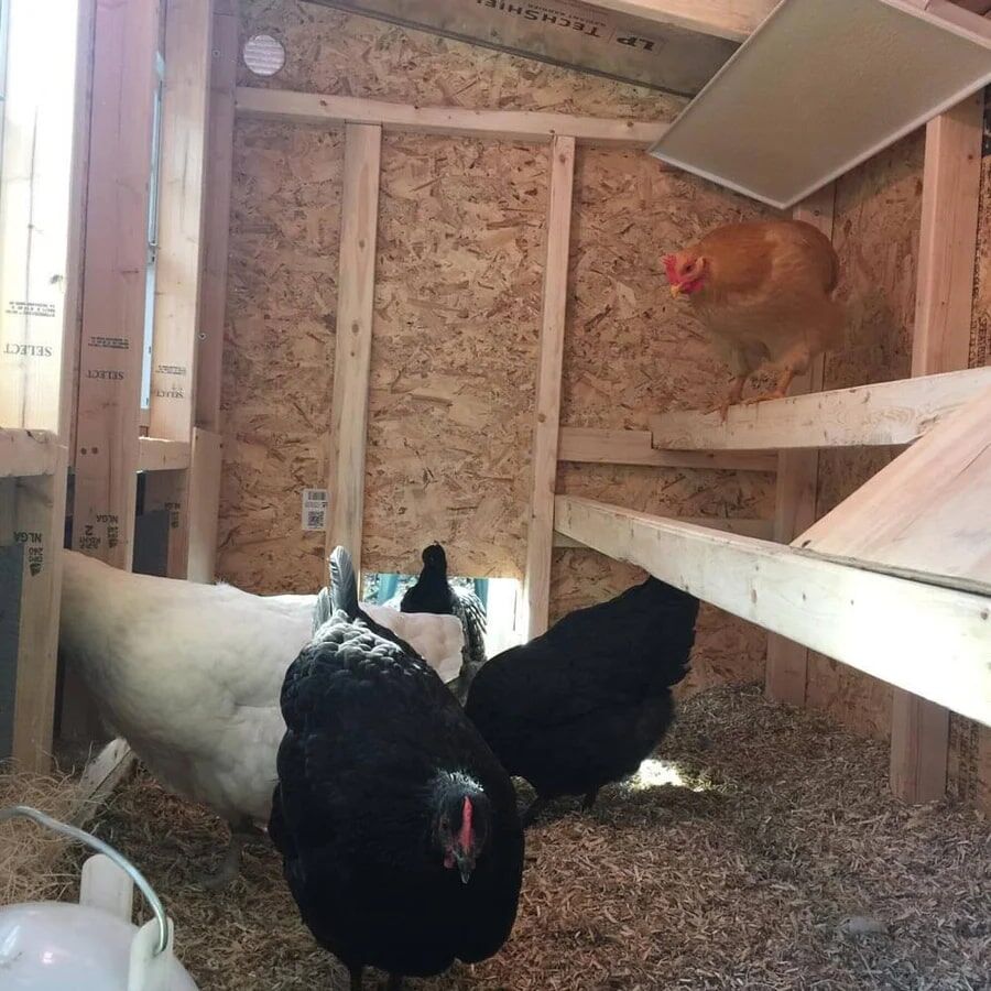 OverEZ Medium Chicken Coop, Black/White