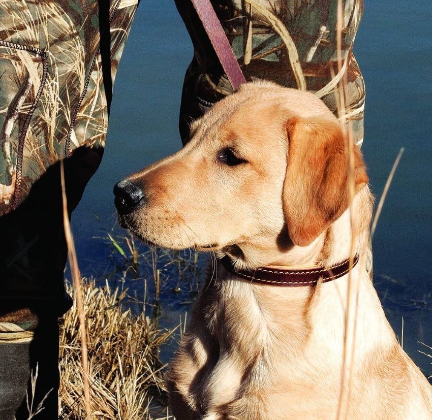 Weaver Leather Deer Ridge Collar, 1-In x 19-In