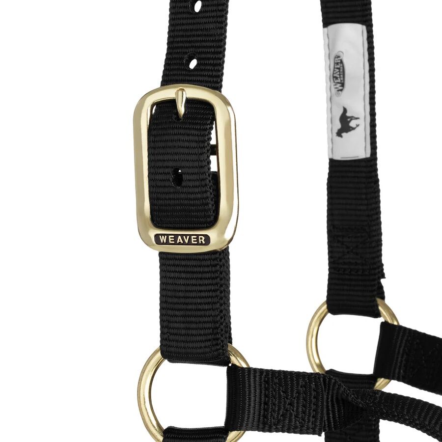 Weaver Equine Original Non-Adjustable Yearling Black Halter, 1-In