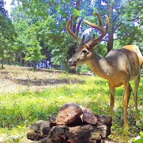 Jurassic Rock Mammoth Mineral Rock, 15-Lb