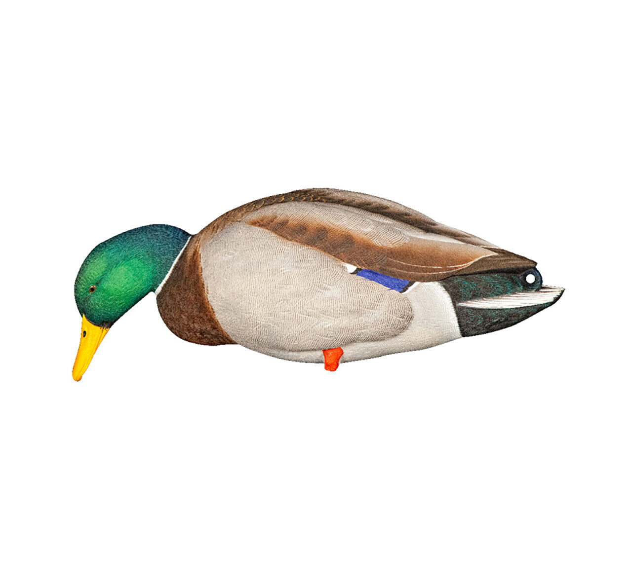 Avian-X AXP Full Body Mallards Decoys Fusion Pack, 6-Pk