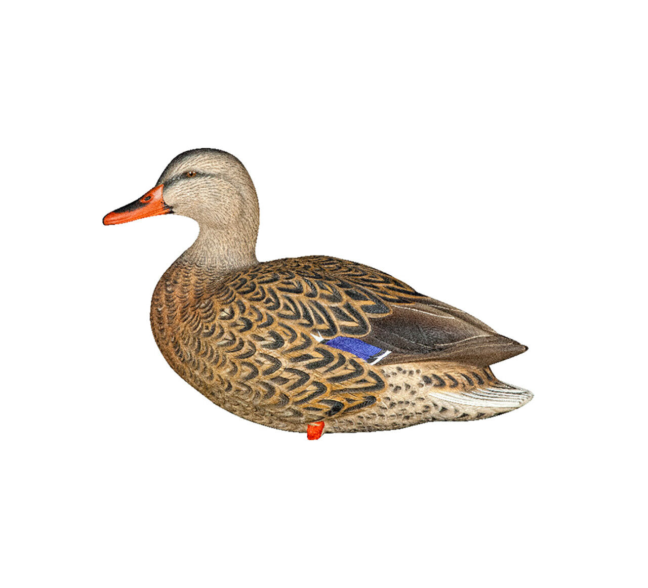 Avian-X AXP Full Body Mallards Decoys Fusion Pack, 6-Pk