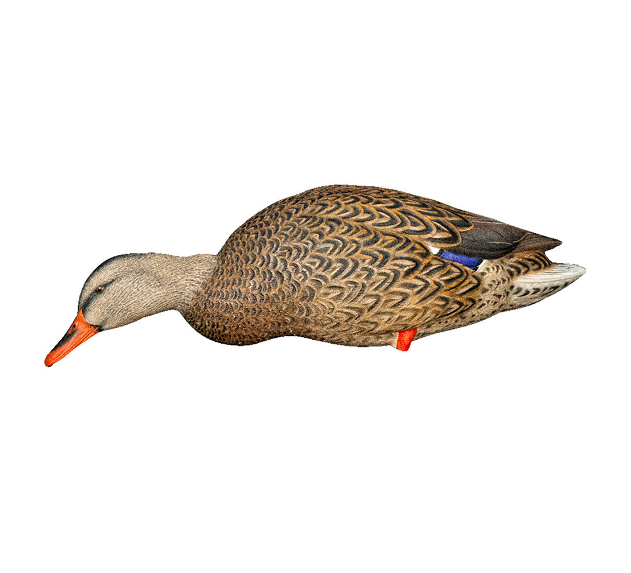 Avian-X AXP Full Body Mallards Decoys Fusion Pack, 6-Pk