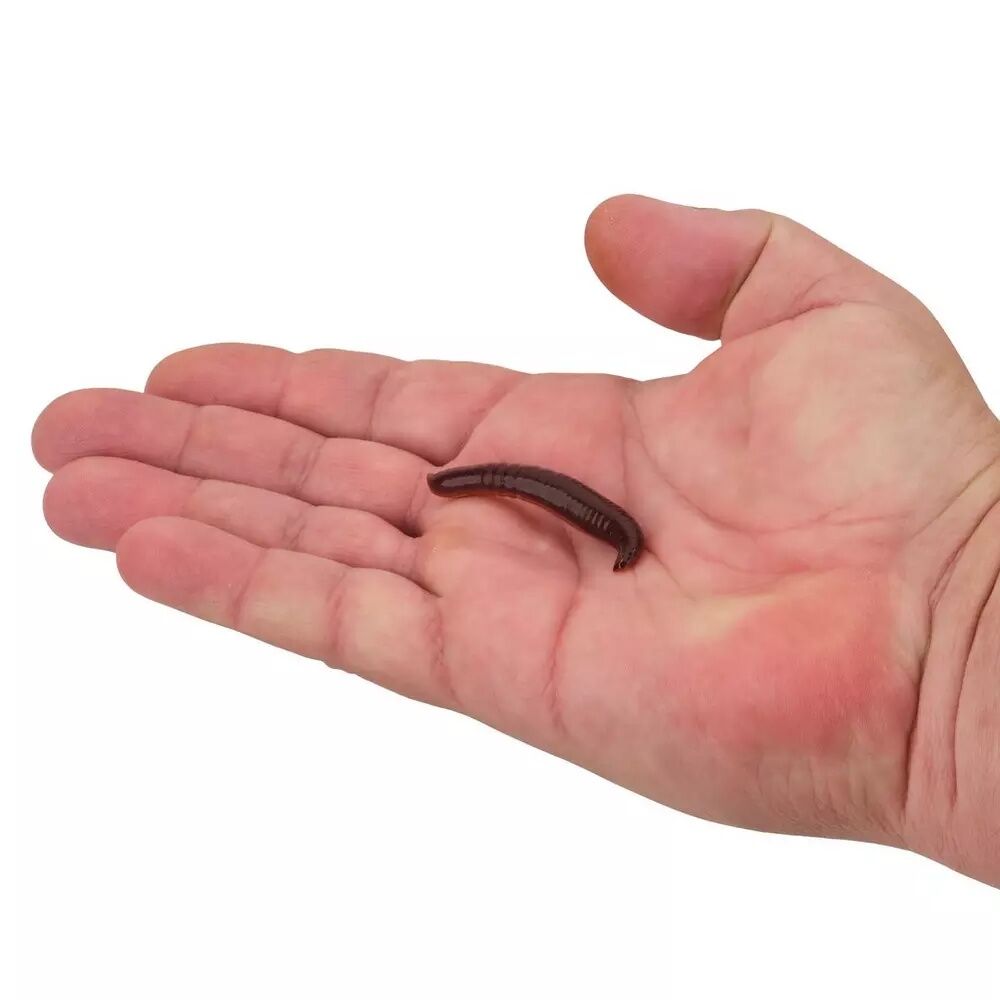 Berkley Gulp With Garlic Pinched Crawler, 2-In, 6-Pk