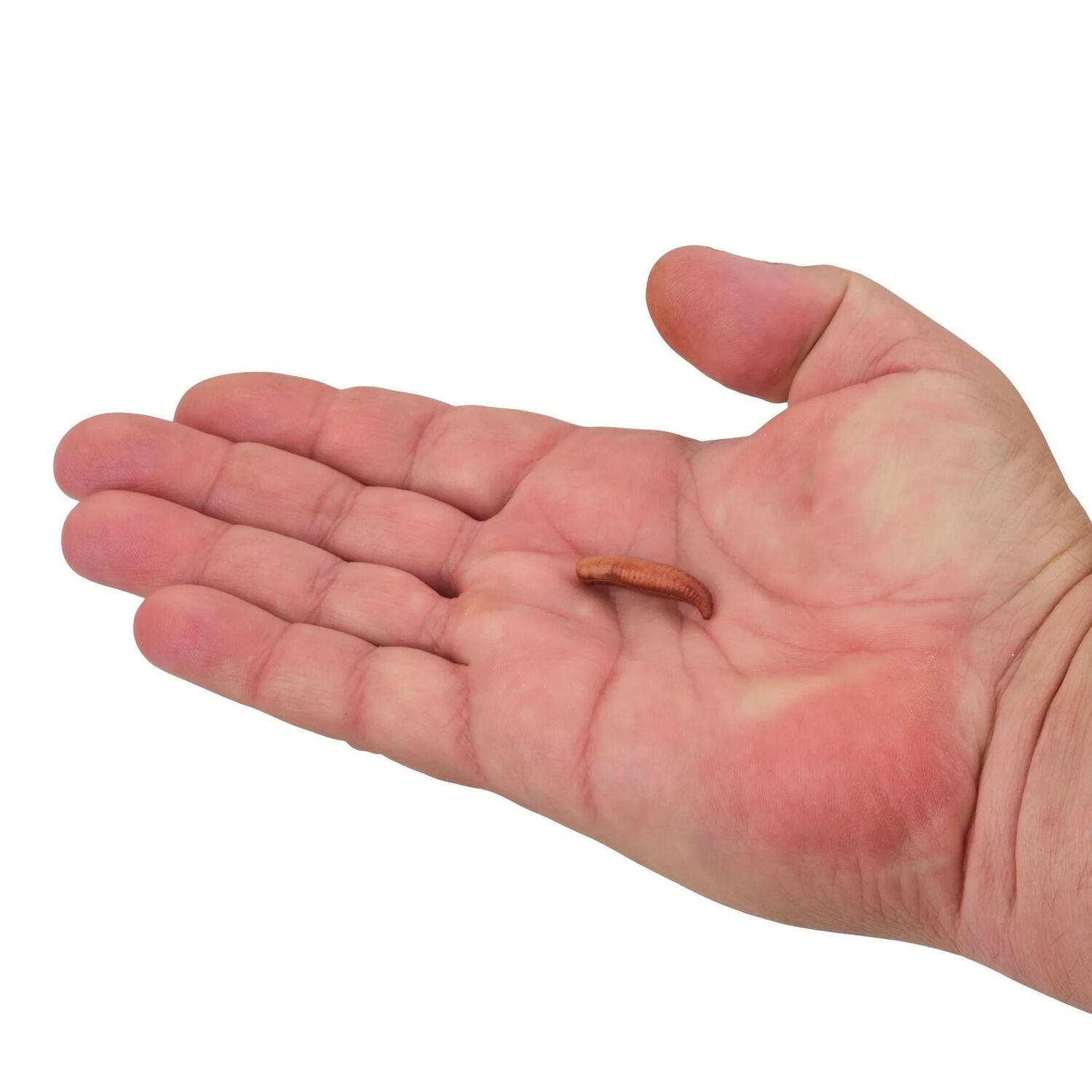 Berkley Gulp! Floating Nightcrawler Pinched Crawler, 2-In, 6-Pk