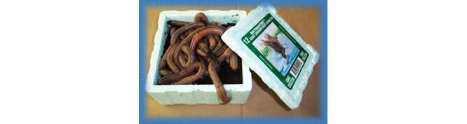 National Bait Inc. Baitmaster Night Crawlers, 12-Ct