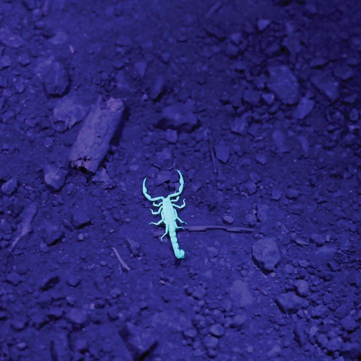 Lux Pro LP32UV Ultra Violet Bright Flashlight with Lanyard