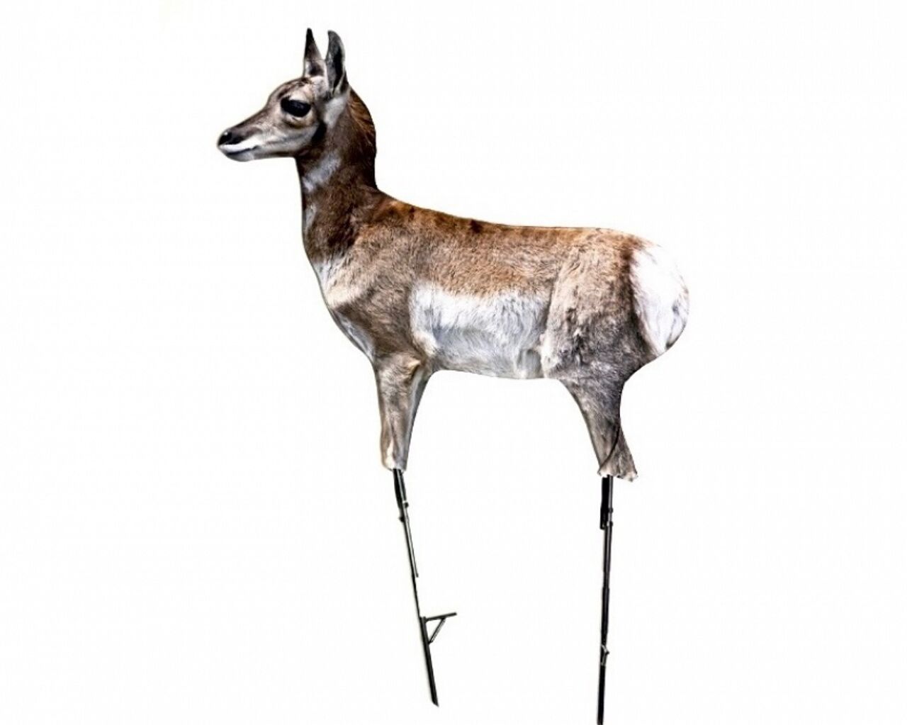 Montana Decoy Antelope Fawn Predator Decoy